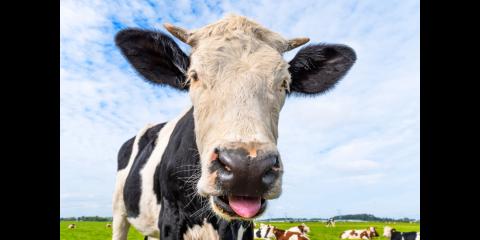 <p>牛的听力比人强吗？<span data-tex=""> </span>Can cows hear better than humans?</p>
