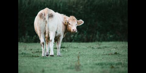 <p>牛能看到自己屁股吗？<span data-tex=""> </span>Can cows see their own butt?</p>