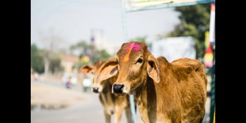 <p>哪个国家认为牛是神圣不可宰的？<span data-tex=""> </span>Which country traditionally sees cows as sacred?</p>