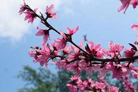 the difference between restrictive relative clause and non-resrtictive clause