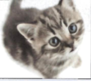 <p>这个图片是什么?zhè gè tú piàn shì shén me ?</p>