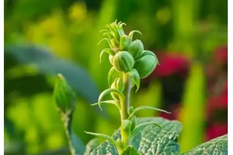 生物与环境：种子发芽与植物生长