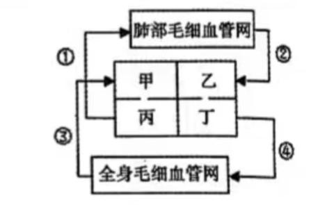 <p>请写出体循环的过程&#xff08;带圈的数字可以不带圈&#xff0c;且每个地方中间要有一个空格&#xff09;</p>