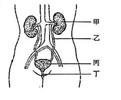 <p>下列结构说法正确的有几个啊&#xff1f;①血液经过甲器官后会增加尿素和尿酸。②输尿管和肾小球滤过后的液体一样。③丙是膀胱只能暂存尿液。④陈子涵的甲器官中的所有肾小球滤过出的原尿有18L&#xff0c;但只撒出了2!!!L。这是因为肾小囊和肾小管的重吸收作用吸收了大部分水。⑤甲器官中既是泌尿系统又是循环系统的结构的是肾小球&#xff0c;因为它由血管组成</p>