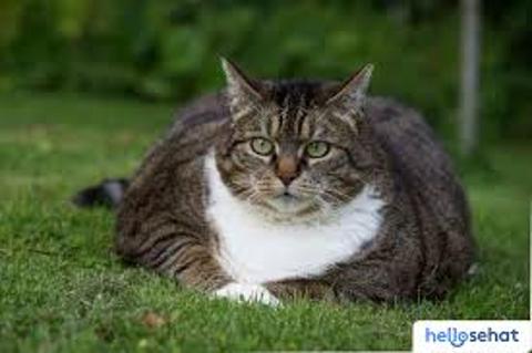 <p>这只小猫 __________ 的，很可爱。（胖） zhè zhǐ xiǎomāo .............. de, hěn kěài. (pàng)</p>
