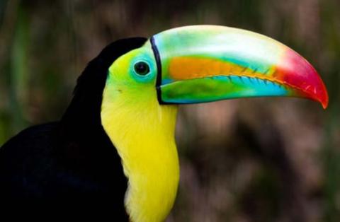 <p>this bird has a _______ beak.</p>
