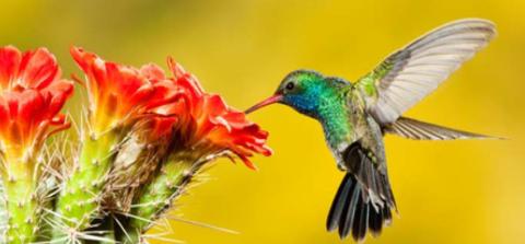 <p>hummingbirds are the_______ birds.</p>
