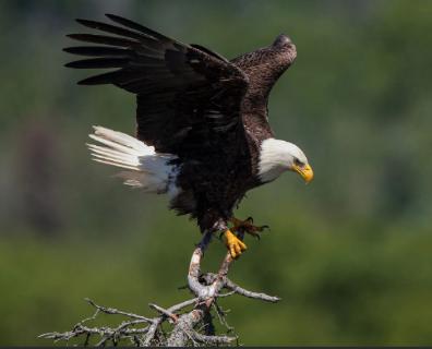 <p>eagles use their beaks and feet to_________.</p>