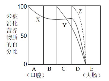 <p>下图中的X、Y、Z三条曲线表示食物中的淀粉、脂肪、蛋白质在消化道各部位&#xff08;A~E&#xff09;被消化的程度。下列相关分析错误的是&#xff08;   &#xff09;<span data-tex=""> </span></p>