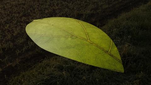 <p>07</p>