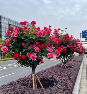 <p><strong>普通月季是低矮灌木，而月季树(如图)形状独特、高贵典雅，具有较高的观赏价值。月季树的形成主要用到(　　)</strong></p>