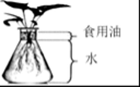 <p>如图所示，把一株带根的绿色植物放入装水的细口瓶中，在水面上滴一层食用油，将瓶子放在窗台上，3天后，瓶中的水位明显下降了。在水面上滴一层食用油，最主要目的是（&nbsp;&nbsp;&nbsp; ）。</p>