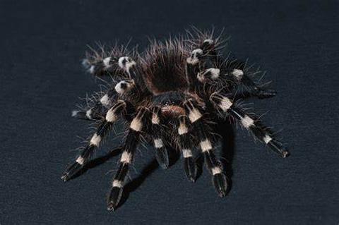 <p>What is the name of this animal?</p>