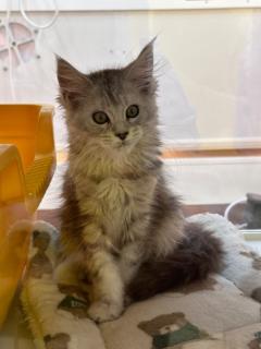 <p>What animal is this？</p>