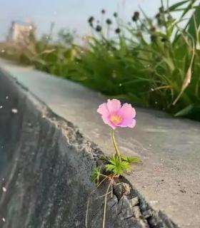 <p>每一个小小的________都不容易。</p>