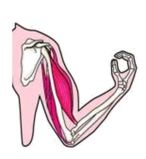 <p>当你做引体向上时，此时有关骨骼肌活动的情况是</p>