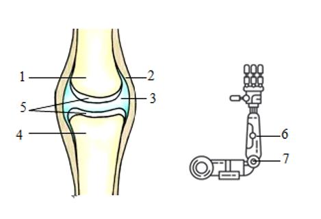 <p>仿生技术基于模仿生物系统的结构、功能和行为，将其应用于人体系统的设计与制造中，能为人们生活带来不少便利。仿生手臂、机械手臂的出现，拯救无数人于困境之中。以下相关说法正确的是</p>