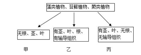 <p>22．张红同学建立了一个关于藻类植物、苔藓植物、蕨类植物特点的分类图（看下图）请你指出甲、乙、丙依次代表哪类植物（　　）<span data-tex=""> </span></p>