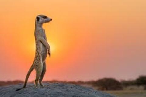<p>Where does a meerkat live? 猫鼬住在哪里？</p>