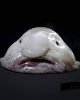 <p>What is the name of this animal?</p>
