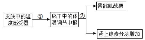 <p>冬季庐山景区的游客在途中遇寒冷空气时，身体会通过调节维持体温，产生的一系列反应如图所示。下列相关叙述正确的是</p>