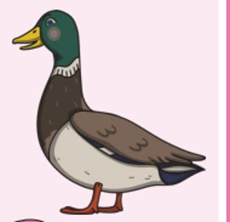 <p>What animal is it?</p>