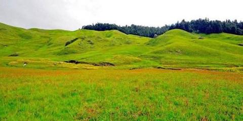 <p>How is the grassland?</p>