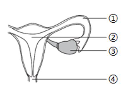 <p>下列关于女性生殖系统的叙述，错误的是</p>