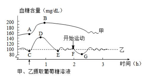 <p>下图表示糖尿病患者和健康人的血糖含量变化曲线。据图判断，下列分析错误的是</p>