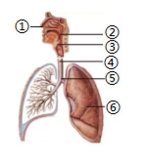 <p>呼吸性碱中毒是由于肺通气过度，致使体内二氧化碳排出过多而引发的一种疾病，主要表现为呼吸急促、心率加快、手脚麻木等症状。如图为呼吸系统的组成示意图，相关说法错误的是</p>