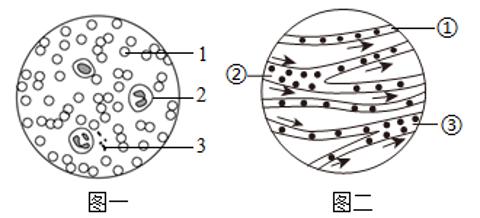 <p>图一是人血细胞形态示意图，图二是小鱼尾鳍内血液流动示意图。下列叙述正确的是</p>