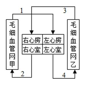 <p>22.《黄帝内经》谈到“心主身之血脉，脉者，血之府也，经脉流行不止，环周不休”。这是关于心脏、血管和血液之间关系的早期描述。如图是血液循环示意图，当血液流经毛细血管网甲时，血液发生的变化是(     )<span data-tex=""> </span></p>