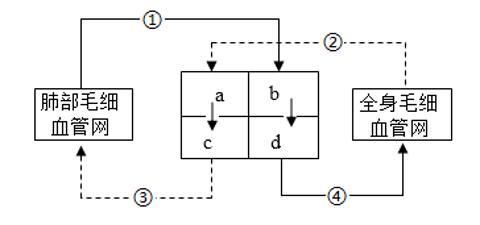 <p>7.如图为人体血液循环简图，其中a～d表示心脏的四个腔，①～④表示血管。下列<span data-tex=""> </span>正确的是（       ）</p>