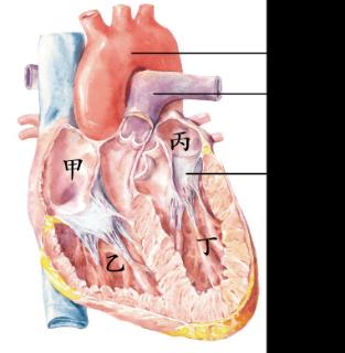 <p>通过对哺乳动物心脏的解剖和观察&#xff0c;同学们记录了心脏的特征。下列相关叙述正确的是&#xff08;      &#xff09;<span data-tex=""> </span></p>