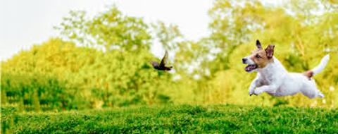 <p>The cute dog is ( ) a little bird.</p>