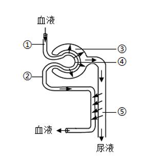 <p>5.肾脏是人体形成尿液的场所，是泌尿系统的主要器官。如图为尿液的形成示意图，以下说法正确的是（       ）<span data-tex=""> </span></p>
