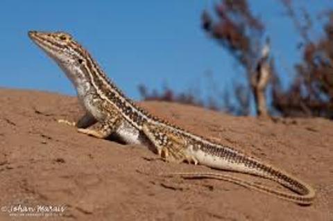 <p>Where does a lizard live? 蜥蜴住在哪里？</p>