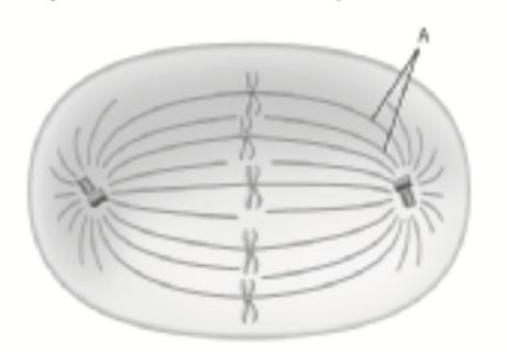 <p>What are the structures labeled A in the drawing?</p>