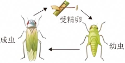 <p>茶小绿叶蝉是危害西湖龙井茶树的一种害虫，其发育过程如图所示。下列关于茶小绿叶蝉的说法正确的是（　　）</p>