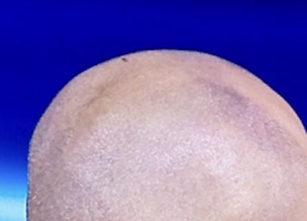 <p>Whose head is this? 这个头是谁？</p>