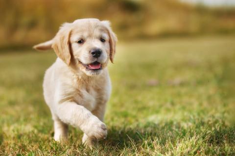 <p>ypupp</p>
