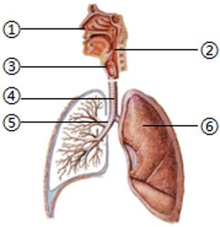 <p>如图是人体的呼吸系统组成，以下有关叙述中不正确的是</p>