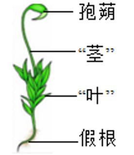 <p>11．葫芦藓常见于阴湿环境中，如图葫芦藓的各结构标注不正确的是（       ）<span data-tex=""> </span></p>