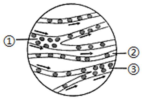 <p>在观察小鱼尾鳍内血液的流动实验中（如图），用显微镜观察到的视野如图示。下列对血管类型的判断及其依据正确的是</p>