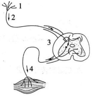 <p>运动后感觉心跳加速。如右图所示，此时收到信息并发出指令的是（▲）号结构。</p>