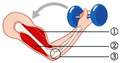 <p>用哑铃锻炼身体，是一种增强上臂肌肉力量的方法（如图）。下列关于运动系统各结构的特点及运动产生的叙述中，错误的是</p>