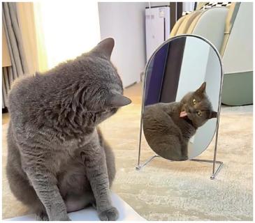 <p>如图所示，是小东同学站在旁边给平面镜前玩耍的小猫照的相片，下列关于其光学知识说法正确的是</p>