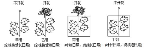 <p>为研究菊花开花与光照时间及光照部位的关系&#xff0c;科研人员开展的实验及其结果如图所示。下列分析错误的是&#xff08;　　&#xff09;</p>