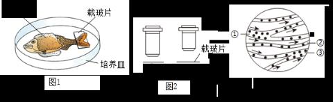 <p>生物小组按图1开展“观察小鱼尾鳍内血液的流动”实验，图2为显微镜镜头，图3为低倍镜下观察到的视野。下列说法错误的是</p>