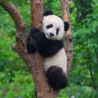 <p>Giant panda serves as(作为/是) one of the cultural ______ of China.</p>